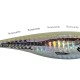 Kolpo TS01 Totanara zum Angeln von Tintenfischen und Tintenfischen Kolpo