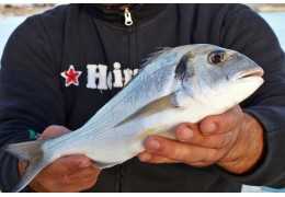Wie man Ledger im Meer fischt