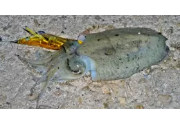 Wann man Tintenfische, Tintenfische und Tintenfische fischen sollte